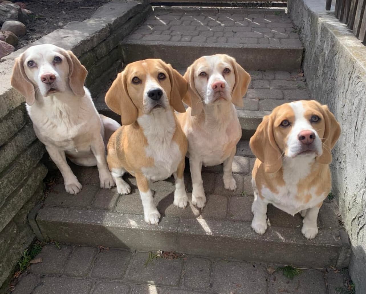Beagle