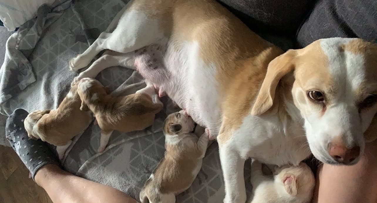 Beagle