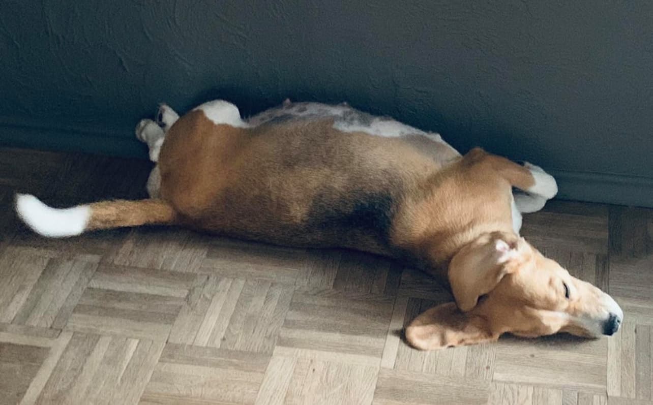 Beagle